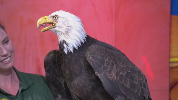 After SoCal bald eagle lays new egg, wildlife expert shares interesting facts about the birds of prey