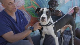 'The Street Vet's' Dr. Kwane Stewart discusses helping pets of homeless