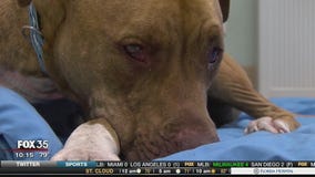 Dumped dogs rescued after 3-day search