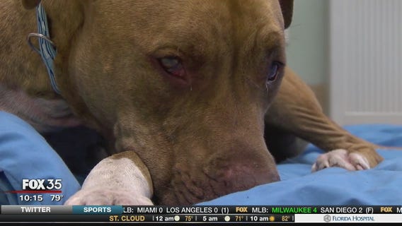 Dumped dogs rescued after 3-day search