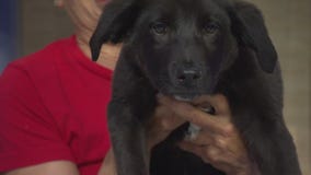 Pet Project: Vinnie Lab Mix 12 week-old puppy with Labradors and Friends