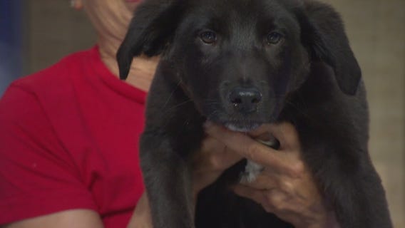 Pet Project: Vinnie Lab Mix 12 week-old puppy with Labradors and Friends
