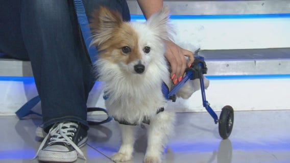 Pet Project: Richie from Paw Works