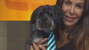 Pet Project: Marley from Karma Rescue
