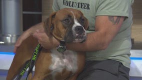 Pet Project: Mojito from Boxer Rescue LA