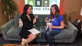 Pet Project: Ella from spcaLA