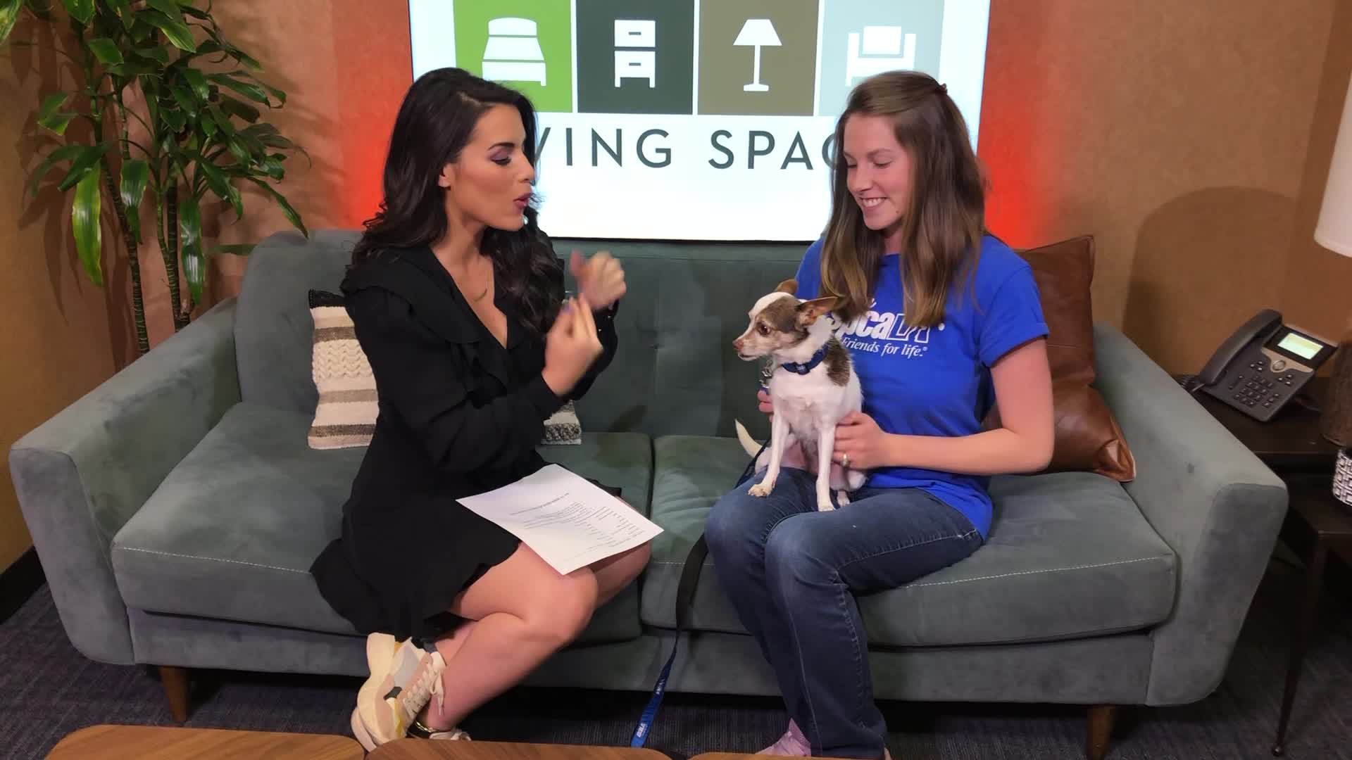 Pet Project: Ella from spcaLA