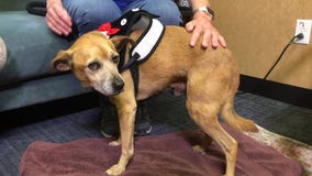 Pet Project: Tender from San Gabriel Valley Humane Society