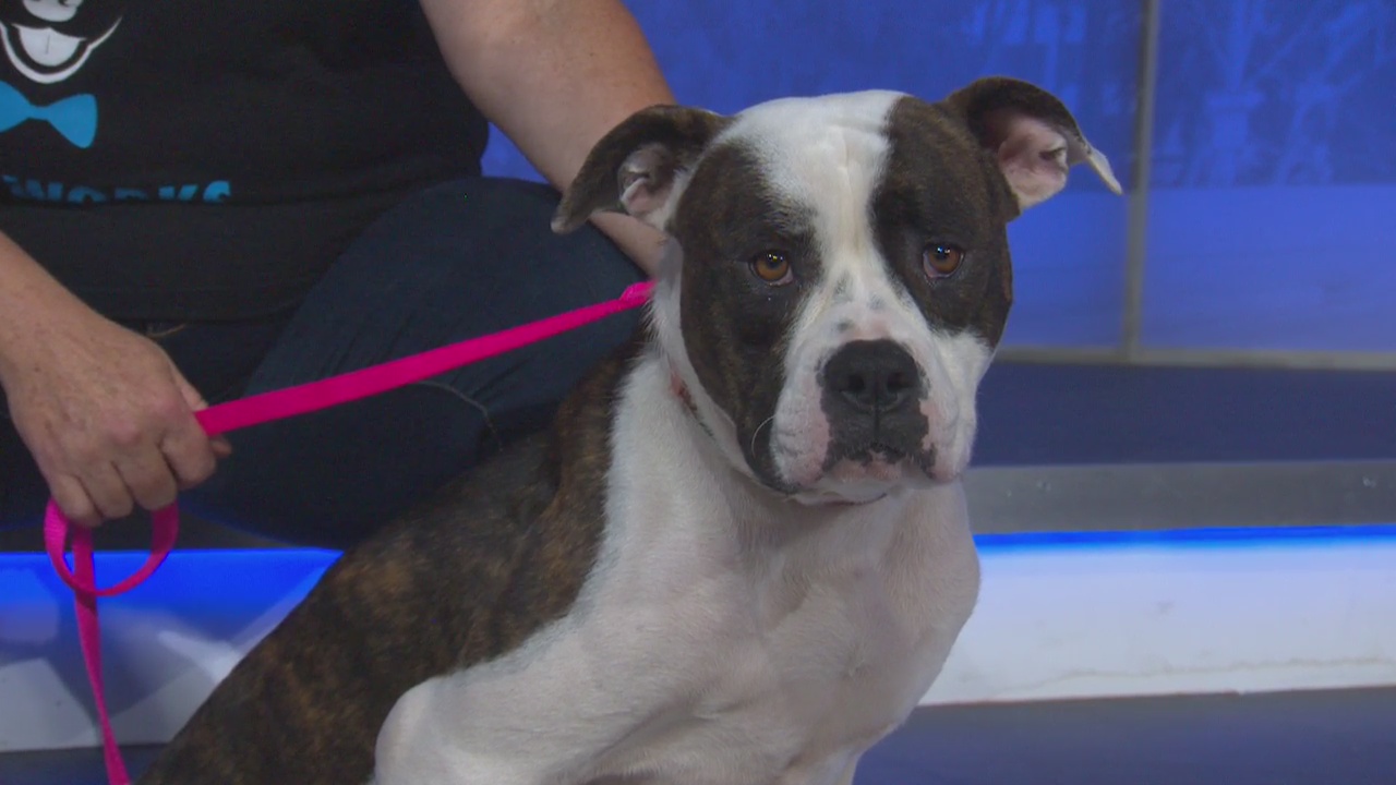 Pet Project: Marshmallow from Paw Works