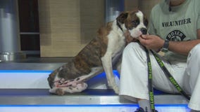 Pet Project: Hennessy