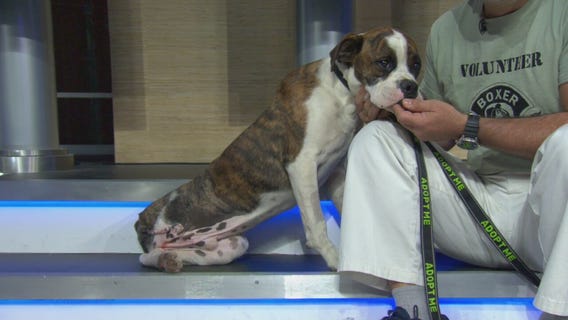 Pet Project: Hennessy