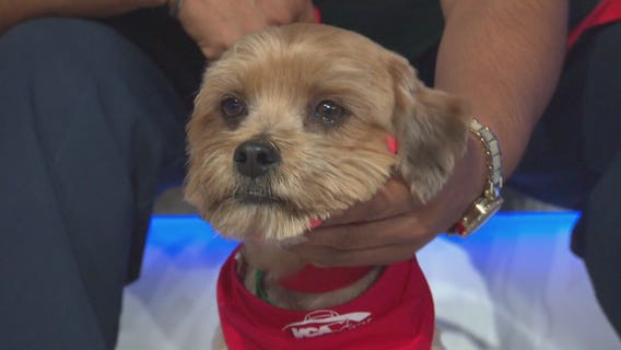 Pet Project: Rocky from LA Animal Services