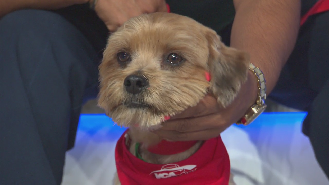 Pet Project: Rocky from LA Animal Services