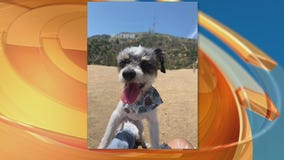 Pet Project Success Story: Davi from South LA Animal Shelter