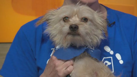 Pet Project: Dale from spcaLA