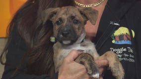 Pet Project: Kenya from Doggie Tahiti