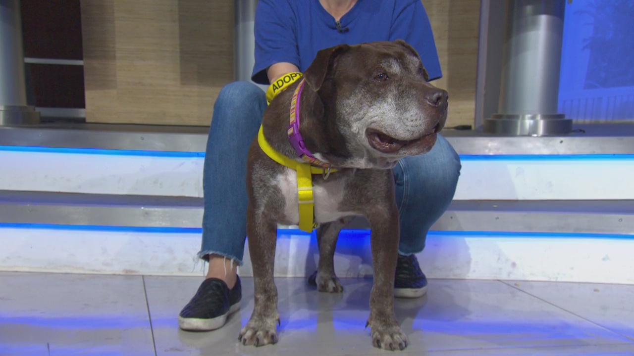 Pet Project: Rusty from San Gabriel Humane Society