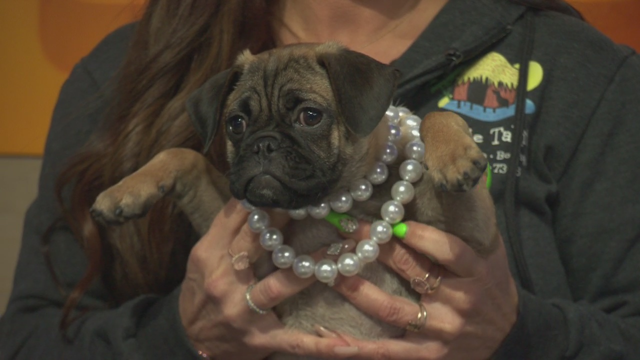 Pet Project: Daisy from Doggie Tahiti