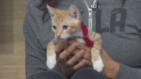 Pet Project: Simba from NKLA Pet Adoption