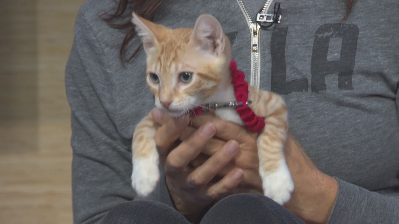 Pet Project: Simba from NKLA Pet Adoption