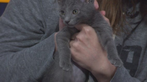 Pet Project: Hammock from NKLA Pet Adoption Center