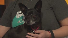 Pet Project: Hansel from Michelson Found Animals Adopt and Shop