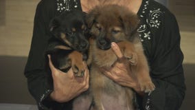 Pet Project: Ivy and Kiwi from Labradors and Friends Dog Rescue