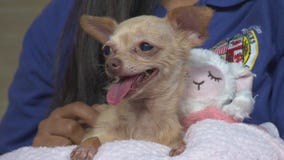 Pet Project: Cindy from South Los Angeles Animal Shelter