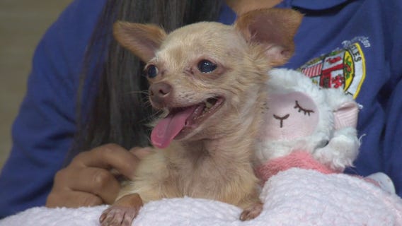 Pet Project: Cindy from South Los Angeles Animal Shelter