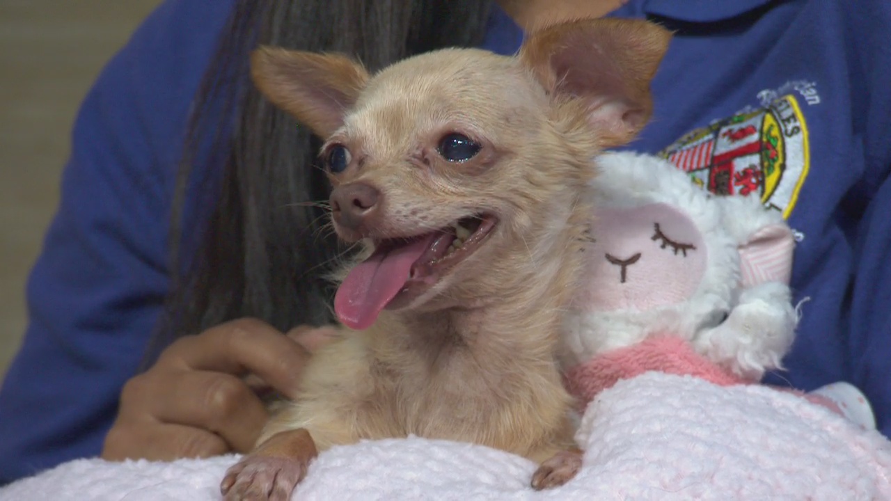 Pet Project: Cindy from South Los Angeles Animal Shelter