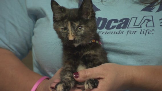 Pet Project: Nacho from spcaLA