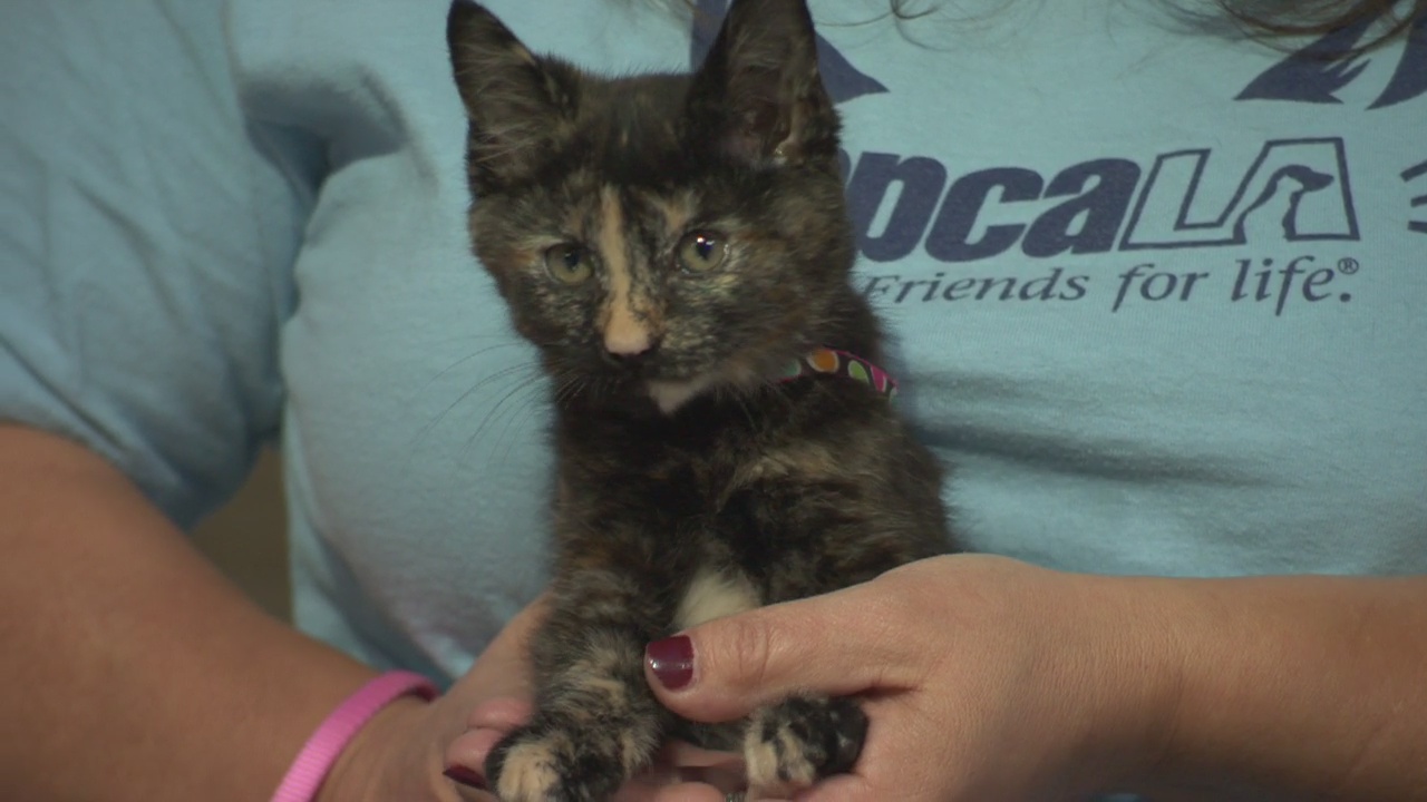 Pet Project: Nacho from spcaLA