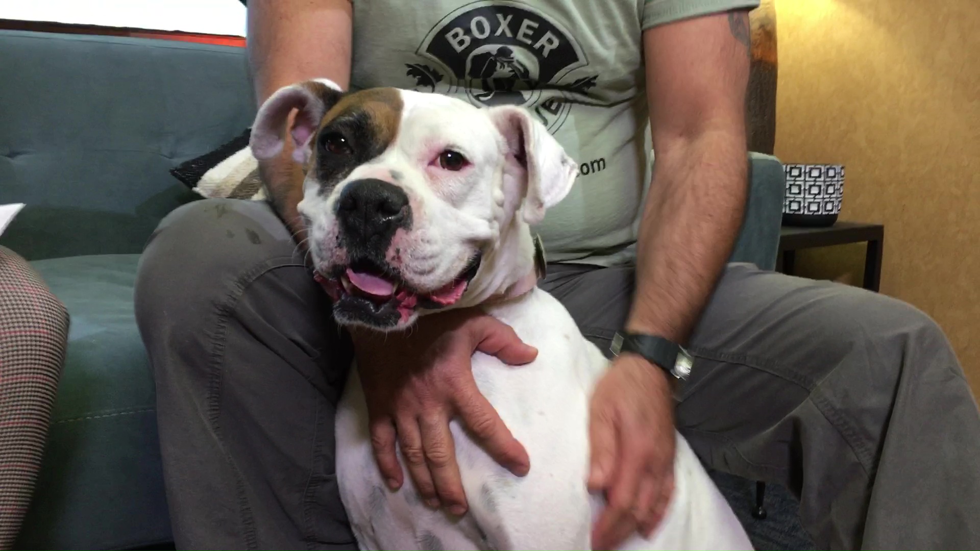 Pet Project: Diamond from Boxer Rescue LA