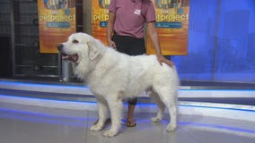 Pet Project: Indulf from Paw Works