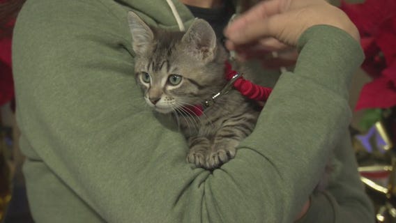 Pet Project: Mr. Universe from Best Friends Animal Society