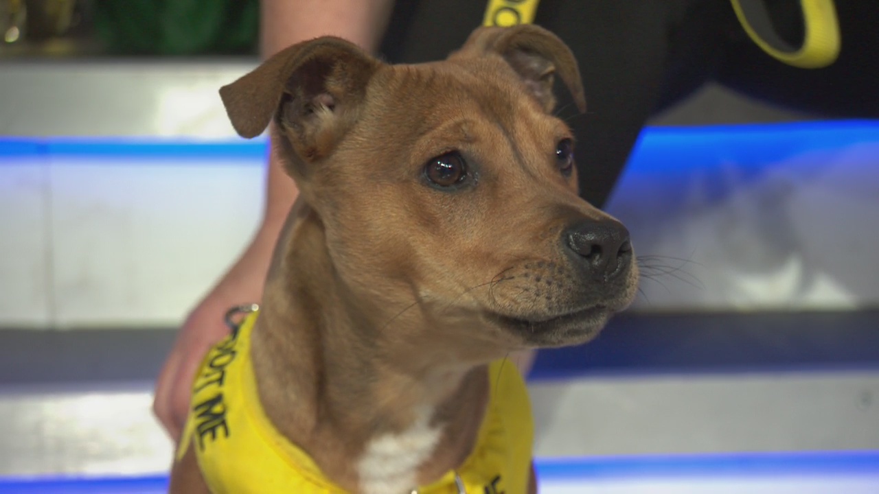 Pet Project: Satchel from Paw Works