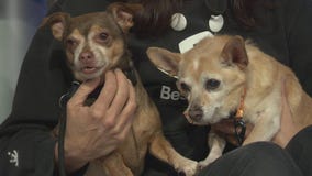 Pet Project: Jimmy and Zoey from Best Friends Animal Society