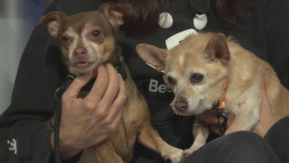 Pet Project: Jimmy and Zoey from Best Friends Animal Society