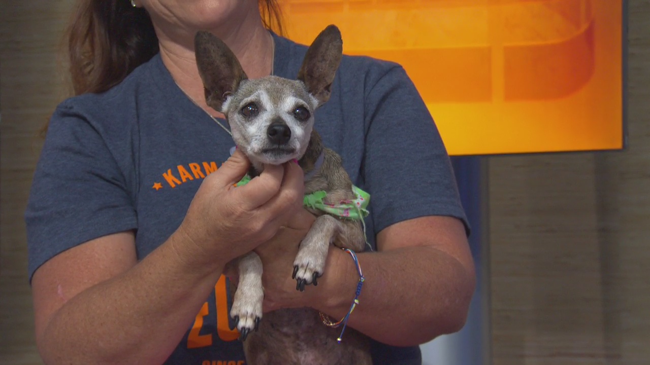 Pet Project: Quidditch from Karma Rescue