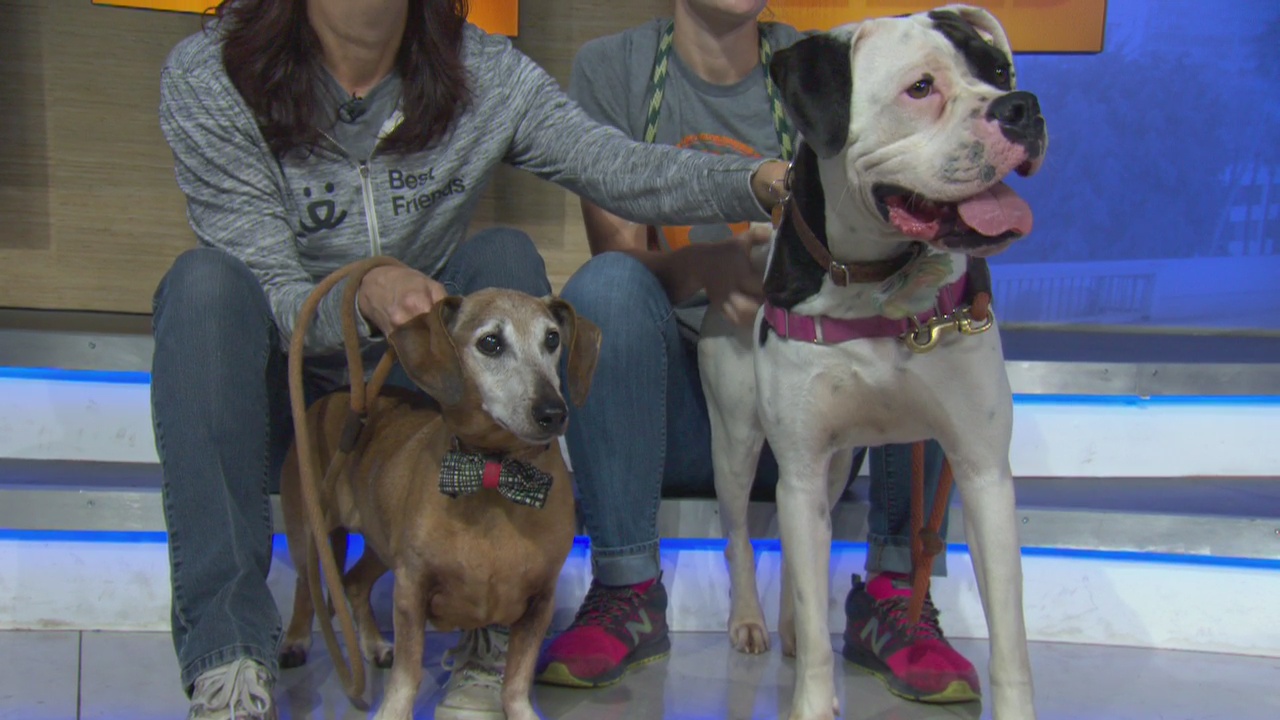 Pet Project: Bonnie and Clyde from Best Friends Animal Society
