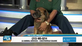 Pet Project: Mikey from LA Animal Services