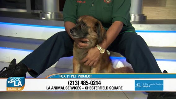 Pet Project: Mikey from LA Animal Services