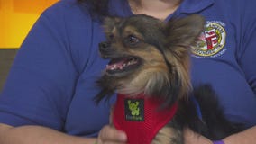 Pet Project: Pepper from Chester Field Square