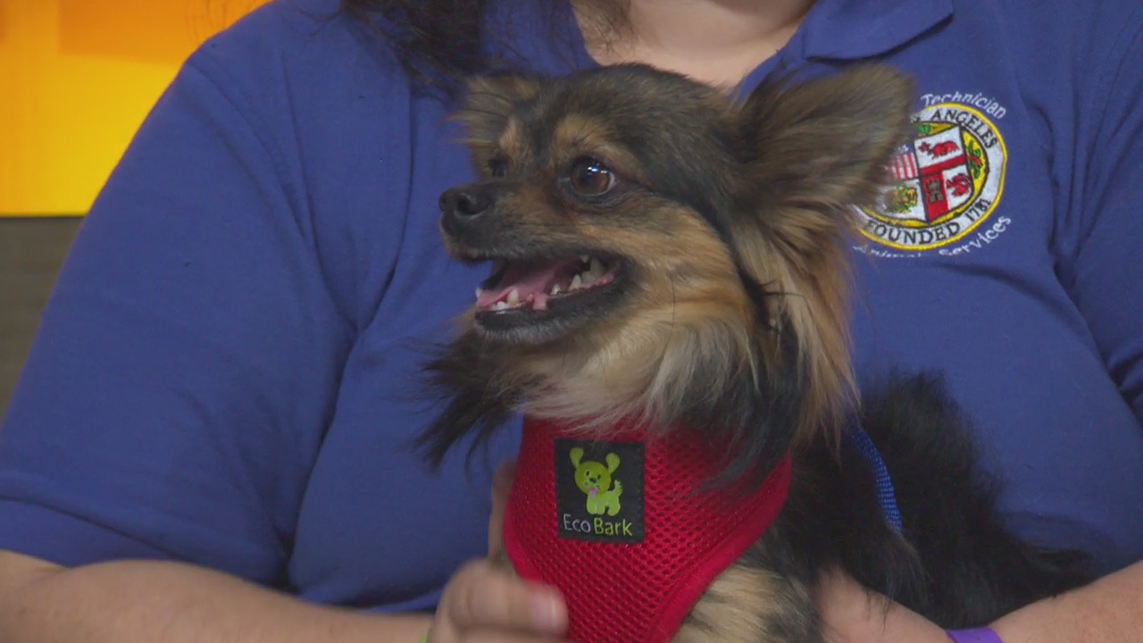 Pet Project: Pepper from Chester Field Square