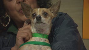 Pet Project: Oscar from LA Animal Services