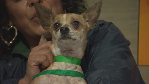 Pet Project: Oscar from LA Animal Services