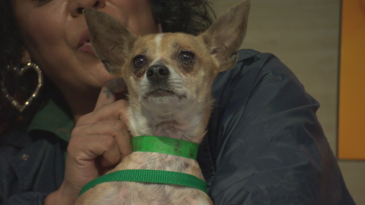 Pet Project: Oscar from LA Animal Services