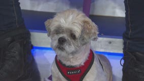 Pet Project: Hestia from Paw Works