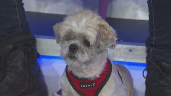 Pet Project: Hestia from Paw Works