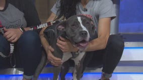 Pet Project: Keanu from Karma Rescue